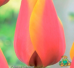 Тюльпан (Дарвинов гибрид) - Уорлд Пис