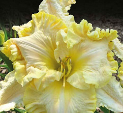 Лилейник (гибридный) - Файндерс Киперс (Люкс)