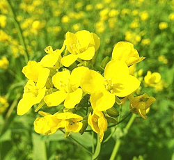 Горчица белая (сидерат) 500 г