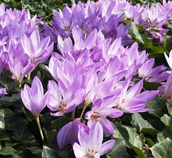 Безвременник - Византийский