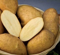 Картофель Одиссей