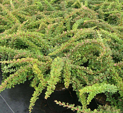 Барбарис (тунберга) - Грин Карпет