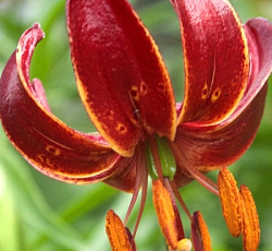 Лилия (видовая) - Клод Шрайд