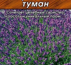 Лаванда Сиреневый туман