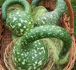 Лагенария Гусь в яблоках