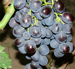 Виноград (плодовый) - Рошфор