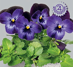 Фиалка рогатая Эдмаер Неон Парпл Винг