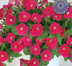 Петуния гибридная Пендолино Роуз Ай