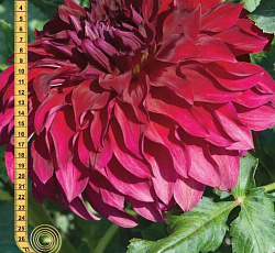 Георгина (декоративная) - Спартак