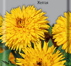 Календула низкорослая Ириска Желтая