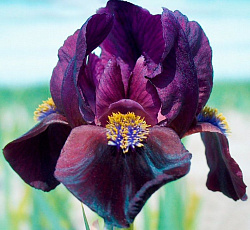 Ирис (карликовый) - Демон