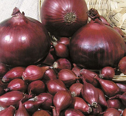 Лук-севок Ред Барон