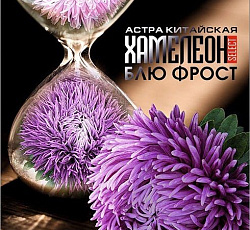 Астра китайская Хамелеон селект Блю Фрост