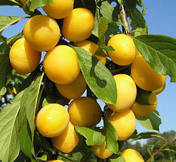 Слива русская (алыча) - Царская