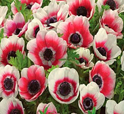 Анемона - Биколор