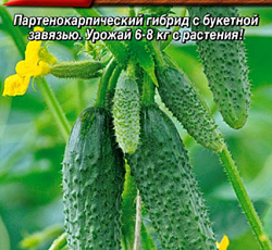 Огурец Ягуар F1
