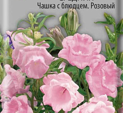 Колокольчик средний Чашка с блюдцем Розовый