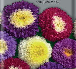 Астра помпонная Суприм микс