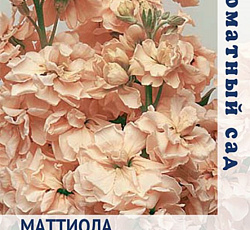 Маттиола Ароматный букет Персиковый
