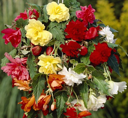 Бегония ампельная Хип-Хоп F1