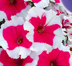 Петуния Пикоти Роза F1 (многоцветковая)