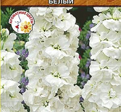 Левкой Чудо Белый