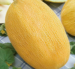 Дыня Прима (торпеда Радужная)