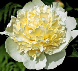 Пион (Травянистый) - Лаура Десерт