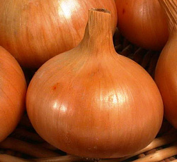 Лук репчатый Одинцовец