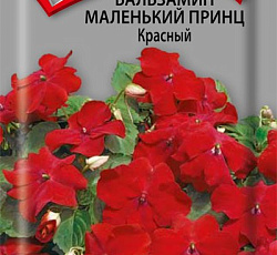 Бальзамин Маленький принц Красный