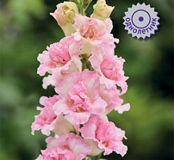 Львиный зев (Антирринум) Даблшот Эпплблоссом F1