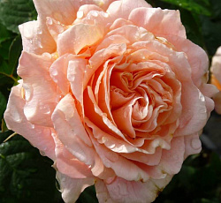 Роза (плетистая) - Полька