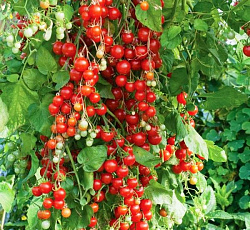 Томат Конфетное дерево F1 (черри)