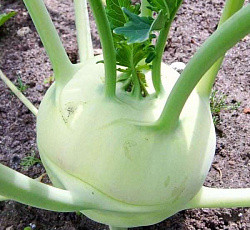 Капуста кольраби Венская белая 1350