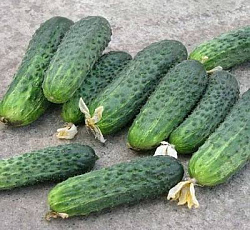 Огурец Изумрудная семейка F1