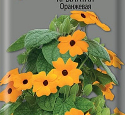 Тунбергия крылатая Оранжевая