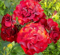 Роза (чайно-гибридная) - Хоммаж Барбара