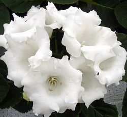 Глоксиния Императрица Белая F1
