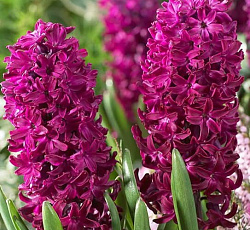 Гиацинт (садовый) - Вудсток