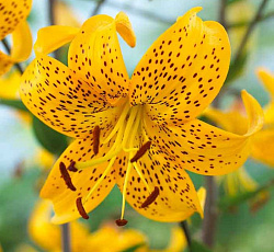 Лилия (азиатская) - Йеллоу Тайгер