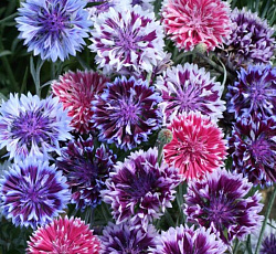 Василек Фрости Микс (смесь окрасок)