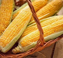 Кукуруза Сахарный початок