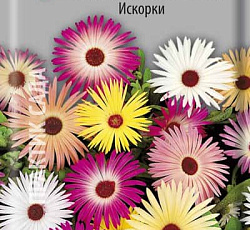 Мезембриантемум Искорки