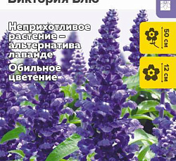 Шалфей мучнистый Виктория Блю