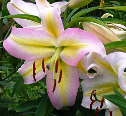Лилия (восточная) - Кзотико