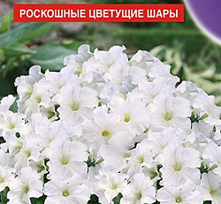 Петуния Мамбо белая F1 (многоцветковая)