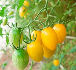 Томат Золотая рыбка