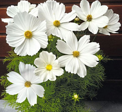 Космея Сенсация Белая