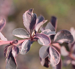 Барбарис (оттавский) - Силвэ Майлс