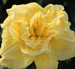 Лилейник (гибридный) - Эгг Йоук (Люкс)